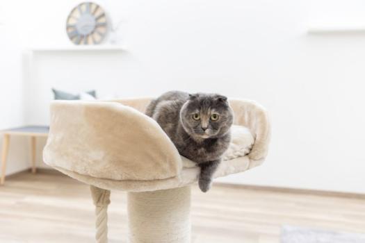 Katzenbaum große Katzen [93 cm] Kratzbaum Kerbl Toni XL - extra stabile Bodenplatte